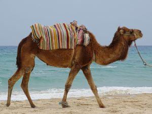 tunisie