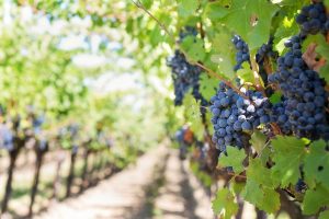 viticulture