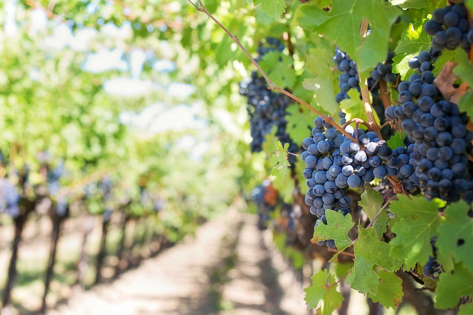 Focus sur la culture de la vigne