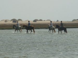 randonnee cheval tunisie