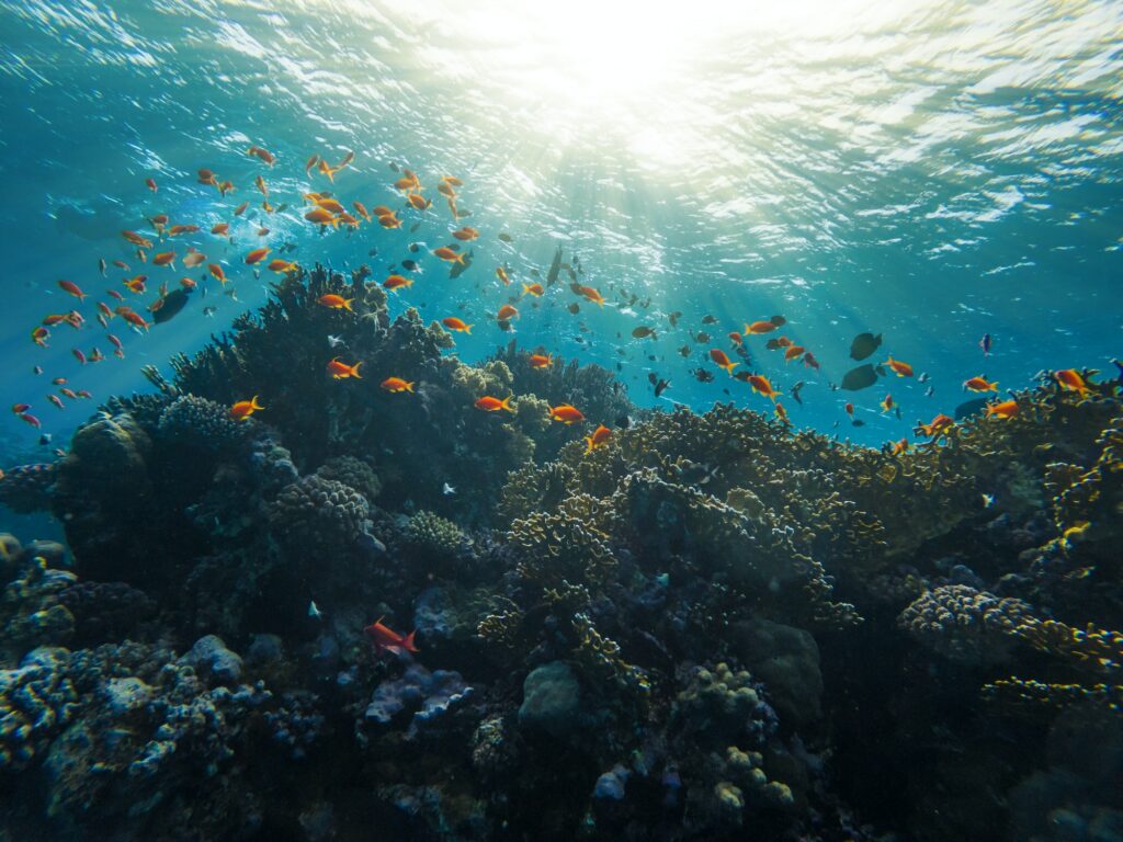 Barrière de Corail