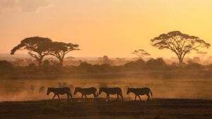safari photo