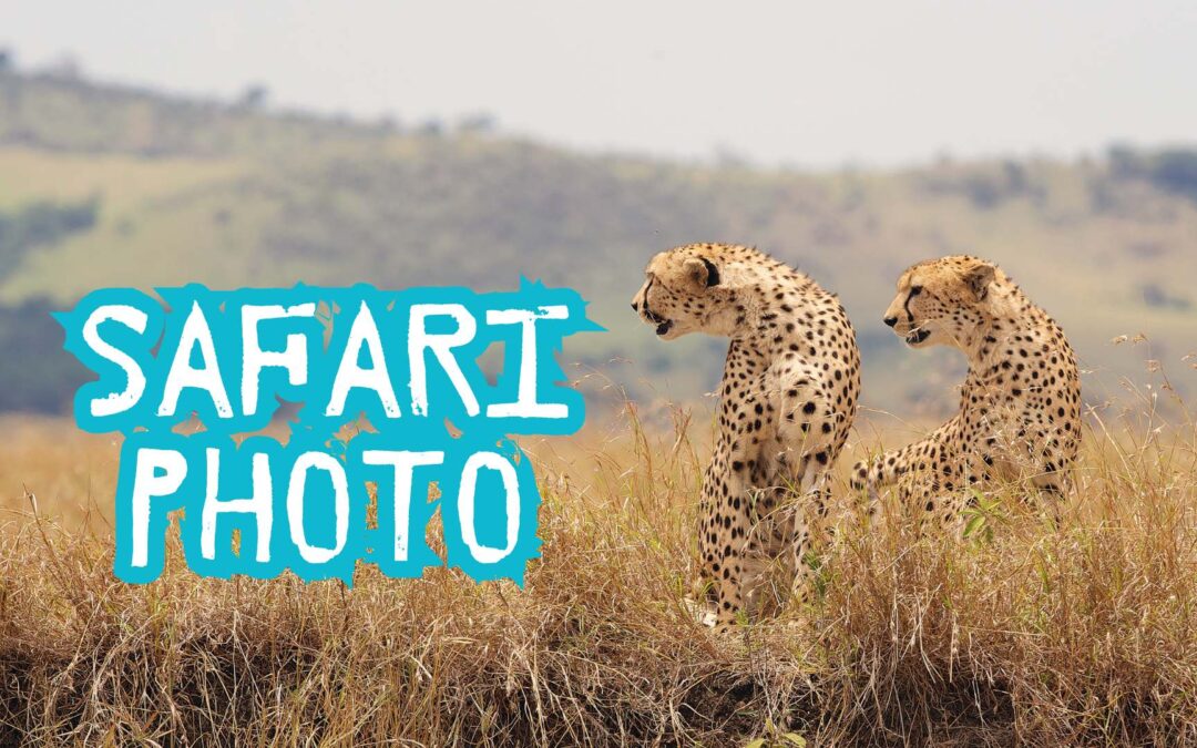 Afrique du Sud : Safari photo – conseils pour photographier la faune dans son milieu naturel