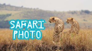safari photo